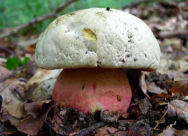 2005 :  Un anno di funghi